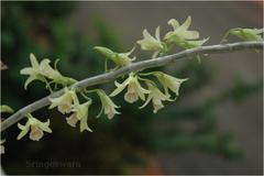 Dendrobium macrostachyum